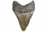 Juvenile Megalodon Tooth - South Carolina #183106-1